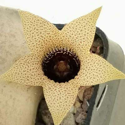 Whitesloanea crassa (Somalia) - Giromagi